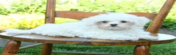 Maltese dogs for sale: Snowball - Ad 3