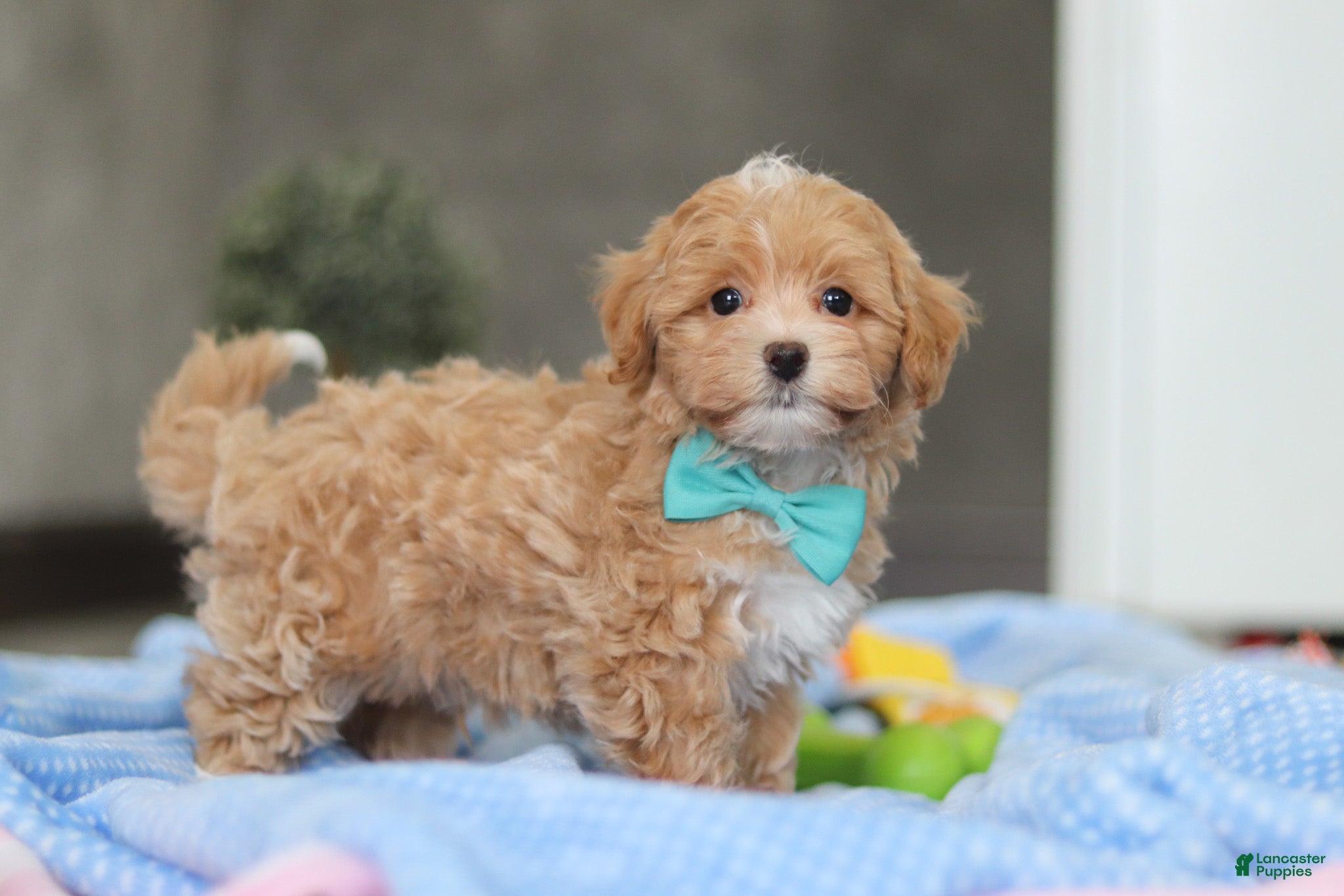 Havapoo dogs Beau - Ad 1