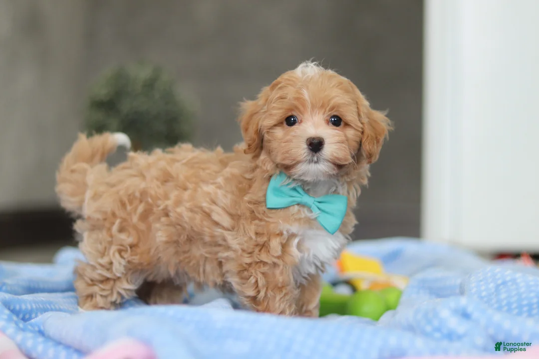 Havapoo dogs for sale: Beau - Ad 1