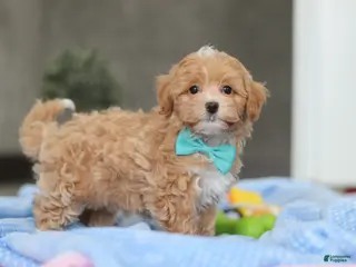 Havapoo dogs for sale: Beau - Ad 4