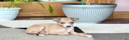 Italian Greyhound dogs for sale: Italian Greyhound female 1 fawn and white  - Ad 14