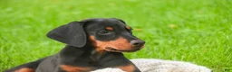 Doberman Pinscher dogs for sale: Reverie - Ad 5