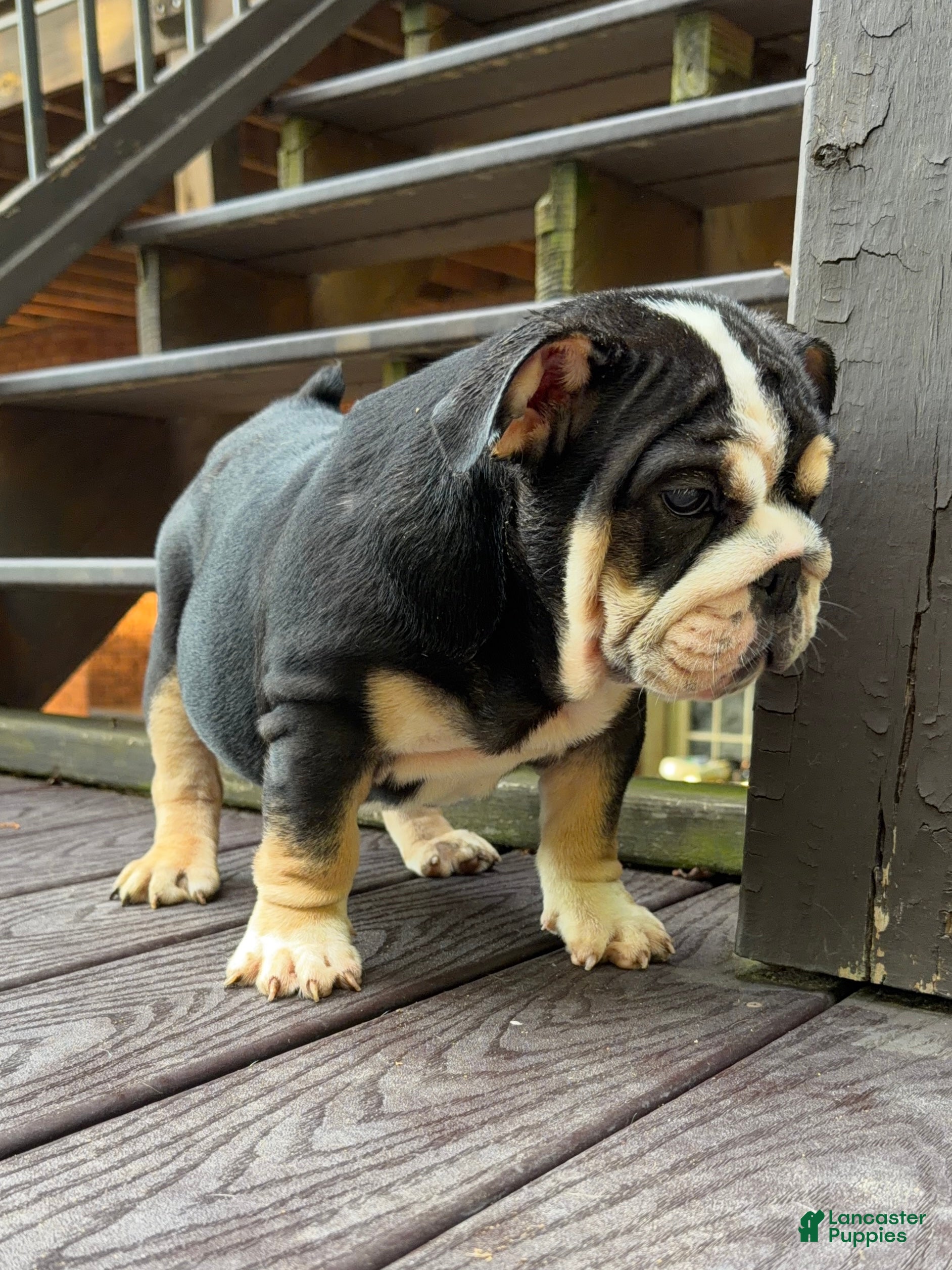 English Bulldog dogs Raven - Ad 8
