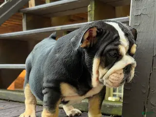 English Bulldog dogs Raven - Ad 8