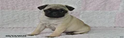 Pug dogs for sale: Joy - Ad 4