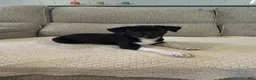 Rat Terrier dogs for sale: George - Ad 4