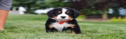Bernese Mountain Dog dogs for sale: Victor - Ad 6