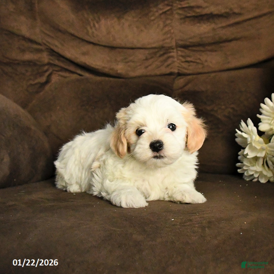 Maltipoo dogs for sale: Molly - Ad 2