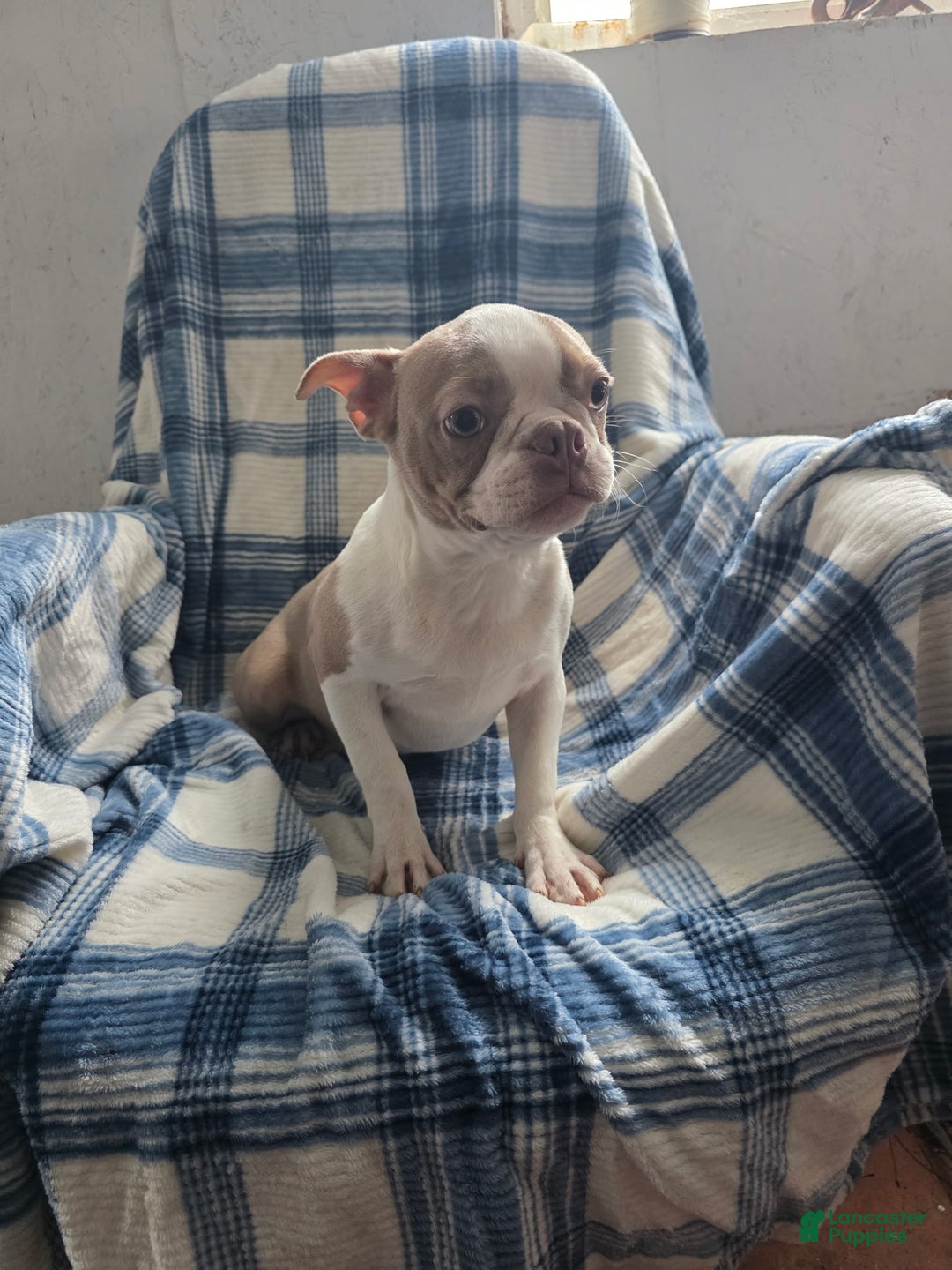 Boston Terrier dogs for sale: Buddy - Ad 1