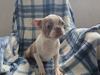 Boston Terrier dogs Buddy - Ad 30