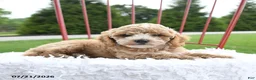 Cockapoo dogs for sale: Delilah - Ad 5