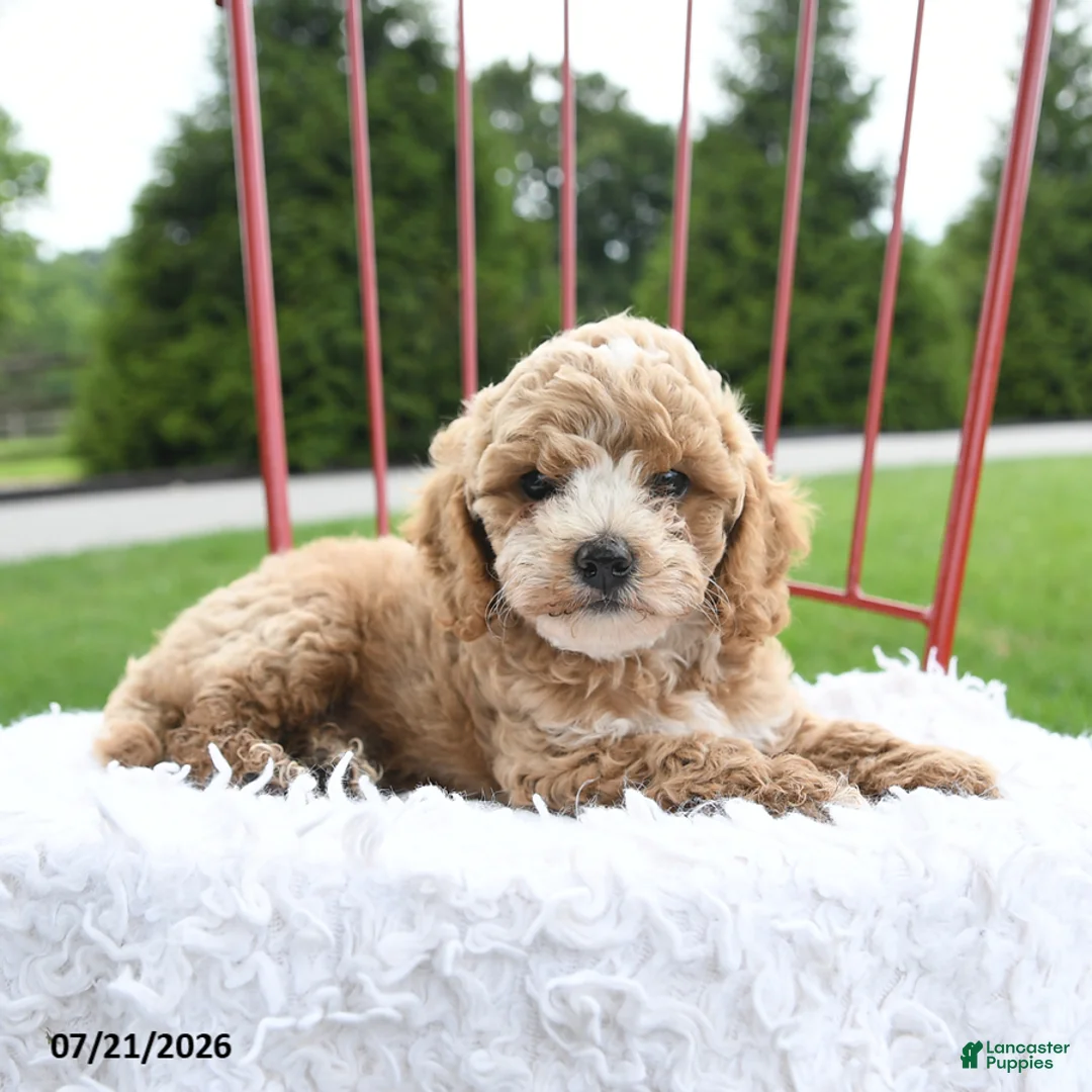 Cockapoo dogs for sale: Delilah - Ad 5