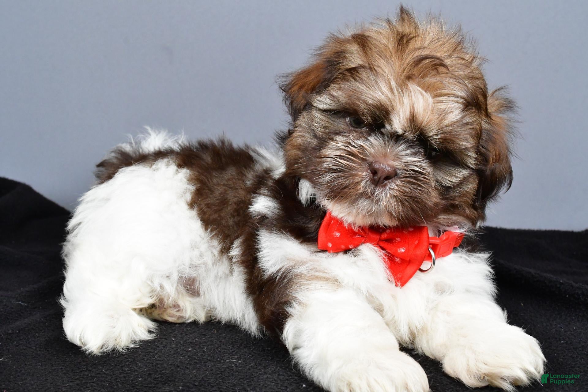 Shih Tzu dogs Hunter - Ad 1