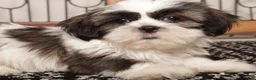 Shih Tzu dogs for sale: walis - Ad 4