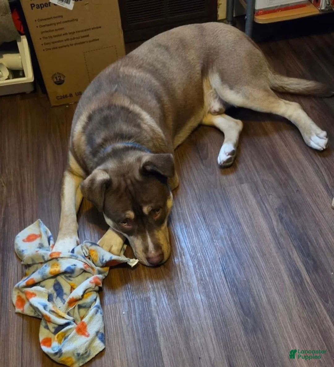 Mixed Breed dogs for sale: Mixed Breed Puppy 1 - Ad 2