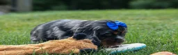 Cocker Spaniel dogs for sale: Dakota 🐶💙 - Ad 7