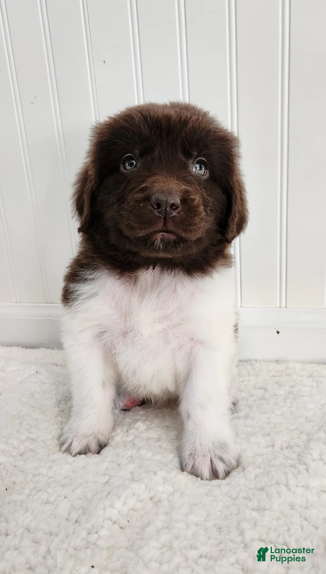 Newfoundland dogs for sale: AKC Ellen - Ad 2