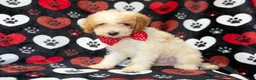 Cavapoo dogs for sale: Spike - Ad 5
