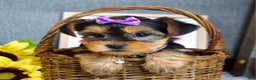 Yorkshire Terrier dogs for sale: Harper  - Ad 6
