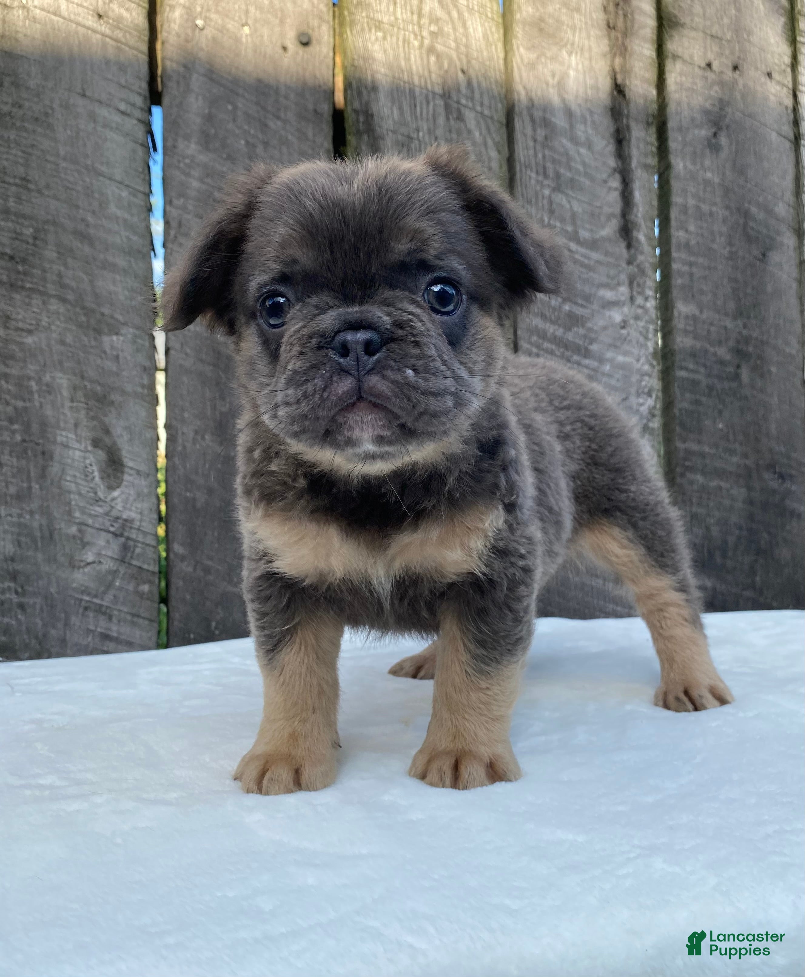French Bulldog dogs Buttons - Ad 2