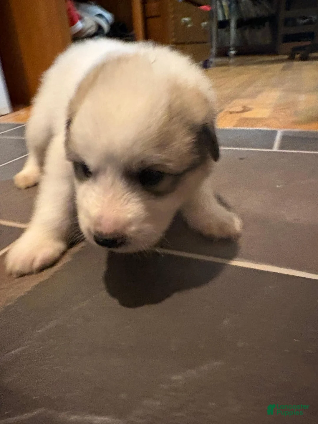 Great Pyrenees dogs for sale: Great Pyrenees 3 - Ad 5