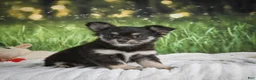 Chihuahua dogs for sale: Princess - Ad 7