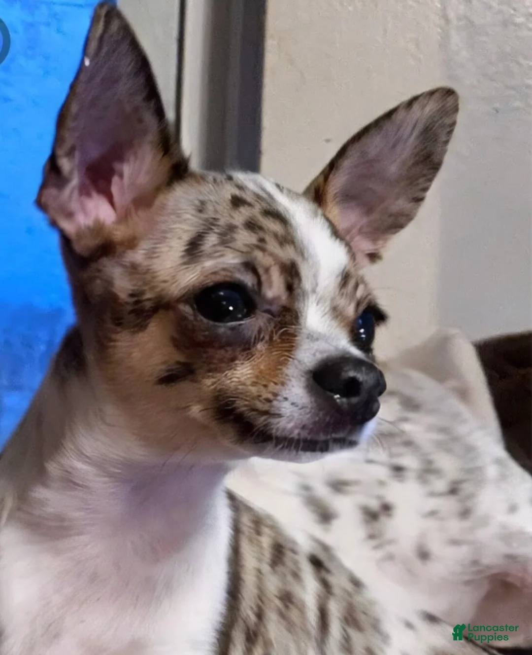 Chihuahua dogs for sale: Elliot - Ad 6