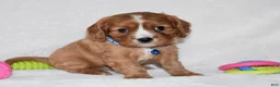 Cavalier King Charles Spaniel dogs for sale: Pluto - Ad 6