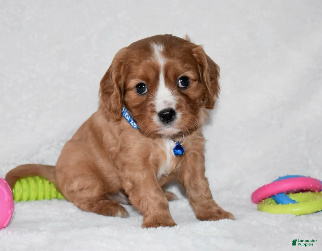 Cavalier King Charles Spaniel dogs for sale: Pluto - Ad 6