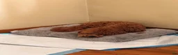 Cavapoo dogs for sale: Cavapoo 1 - Ad 2