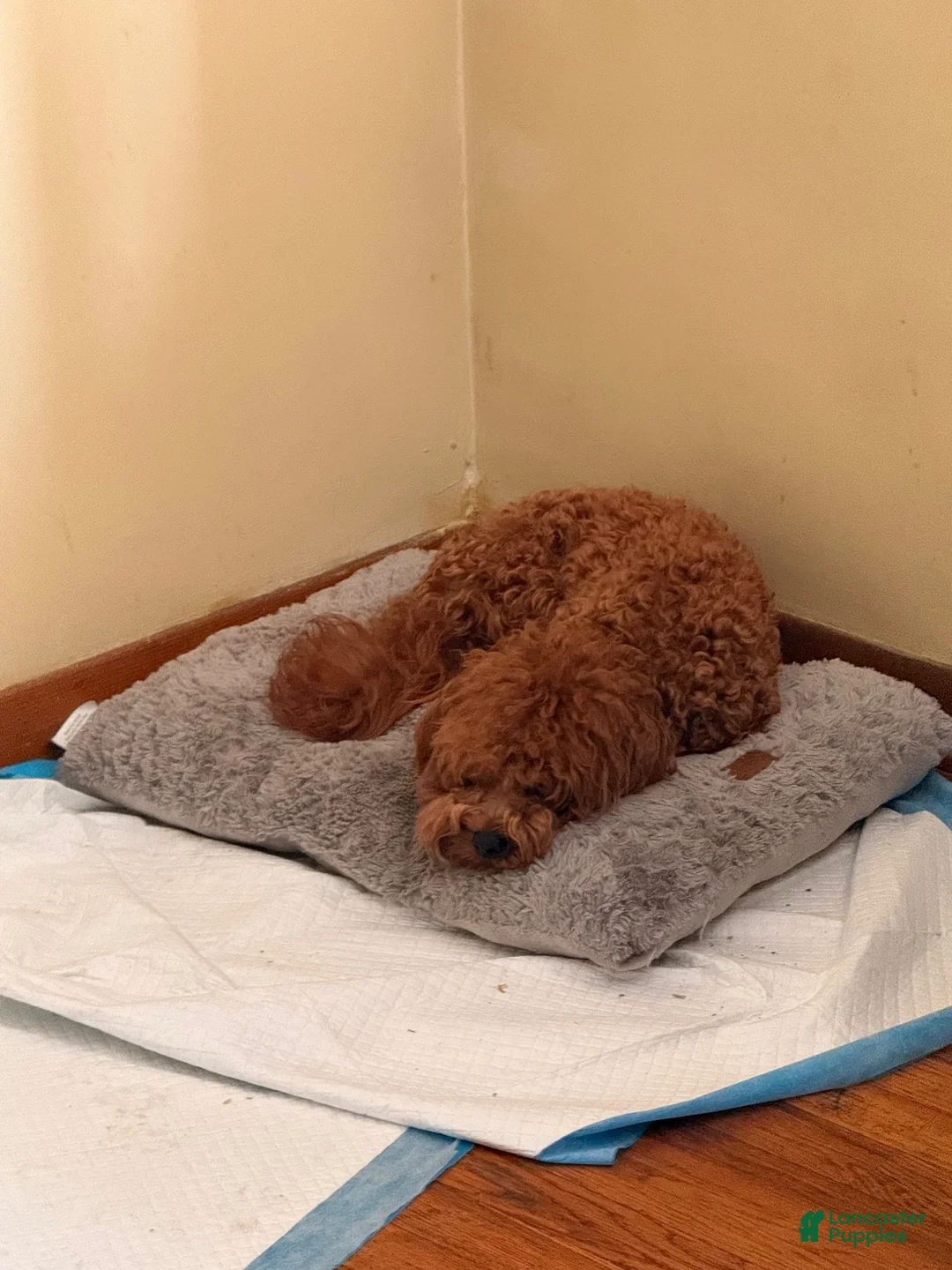 Cavapoo dogs for sale: Cavapoo 1 - Ad 2