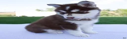 Pomsky dogs for sale: Sage - Ad 3