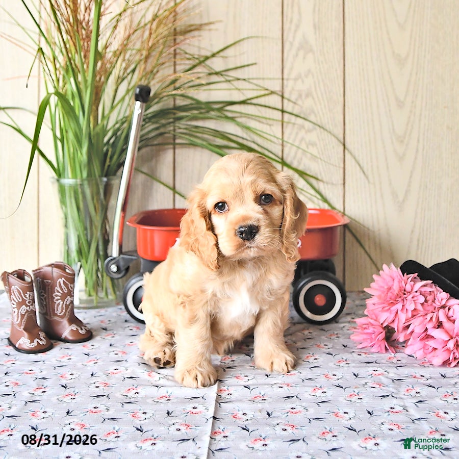 Cocker Spaniel dogs Banjo - Ad 1