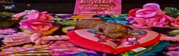 Mini Goldendoodle dogs for sale: lily - Ad 12