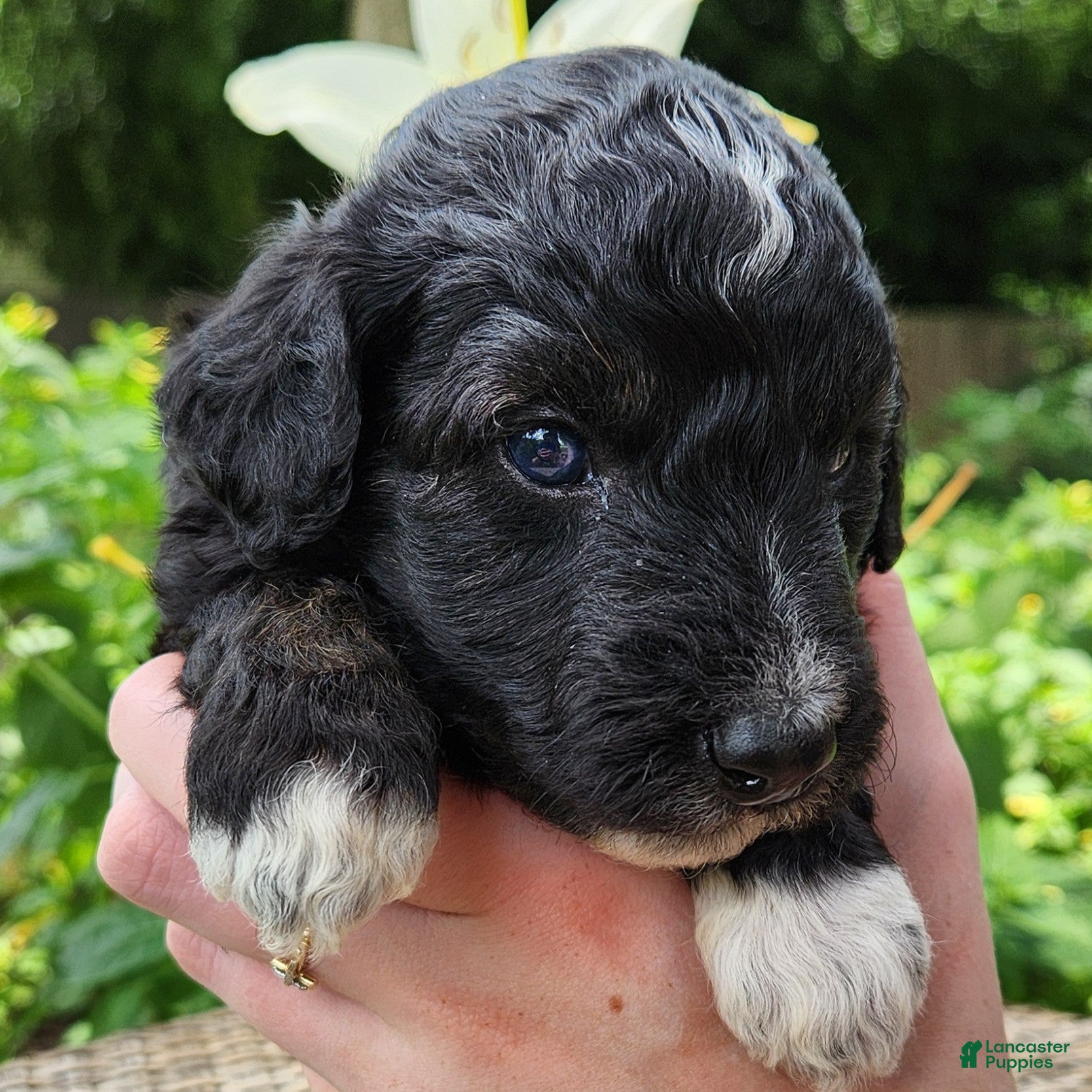 Mini Aussiedoodle dogs Stella - Female - Phantom Tuxedo - Ad 2