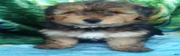 Yorkiepoo dogs for sale: Charger - Ad 1