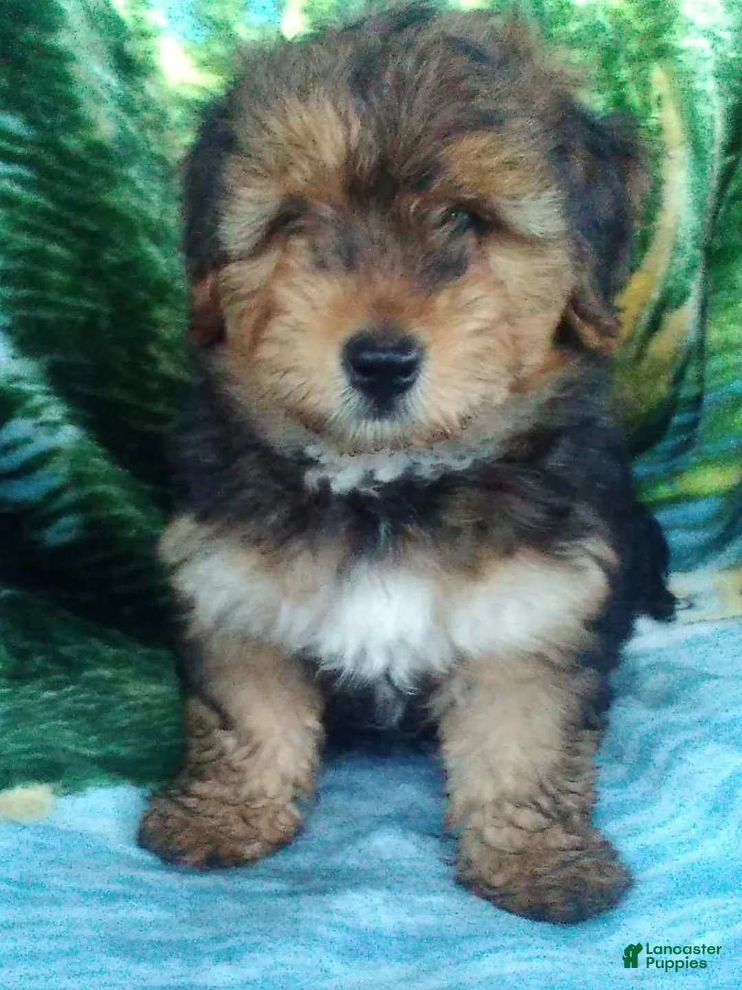 Yorkiepoo dogs for sale: Charger - Ad 1