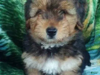 Yorkiepoo dogs for sale: Charger - Ad 2