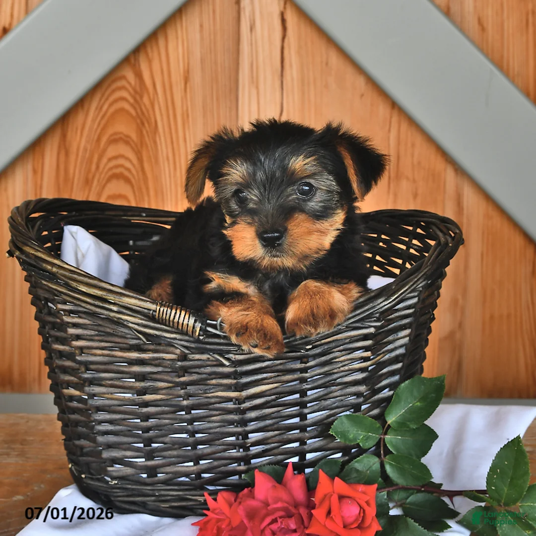 Yorkshire Terrier dogs for sale: Kathy - Ad 2