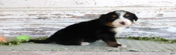 Bernese Mountain Dog dogs for sale: Margie - Ad 3