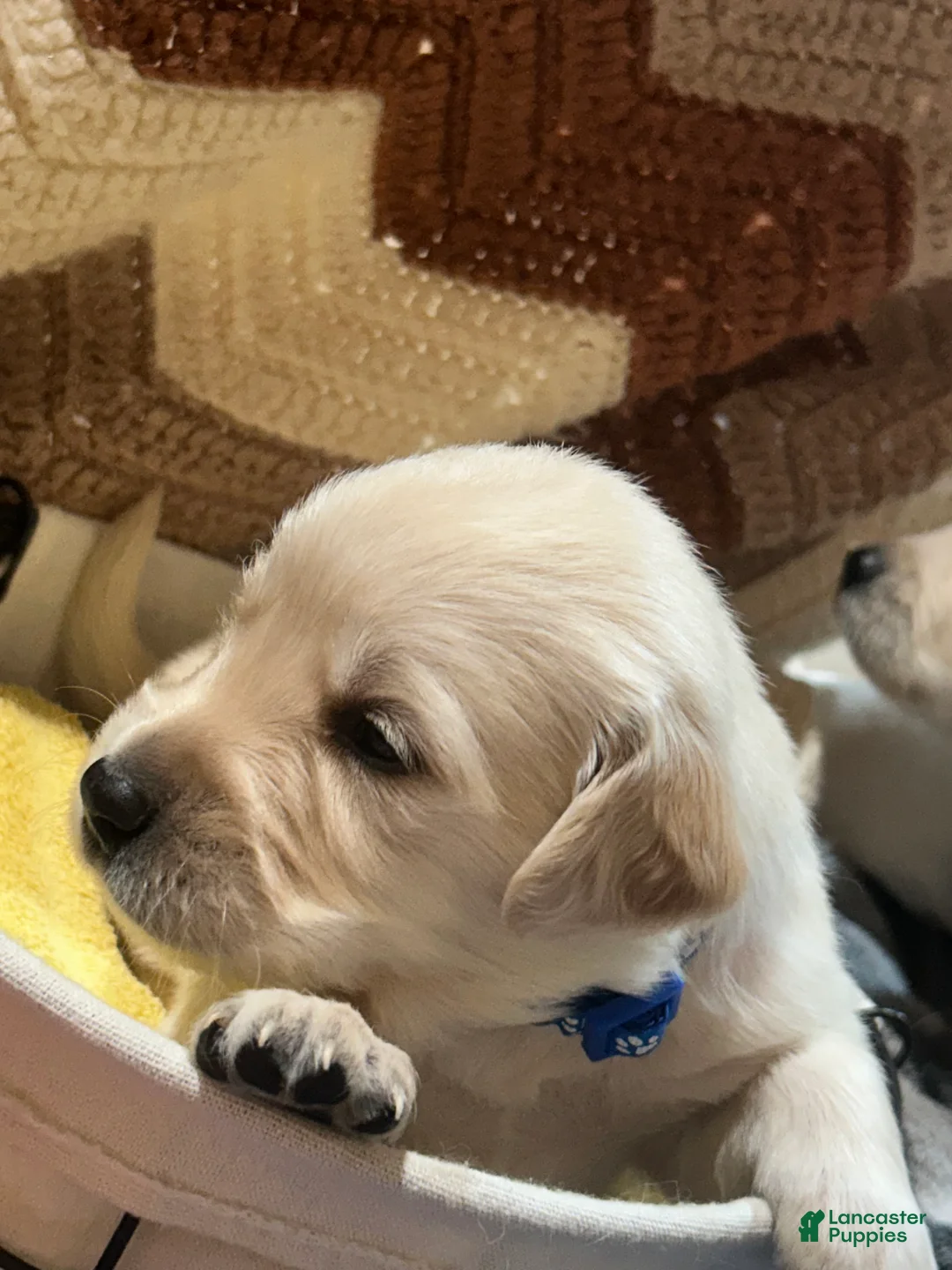 Golden Retriever dogs for sale: Red collar- Hercules  - Ad 11