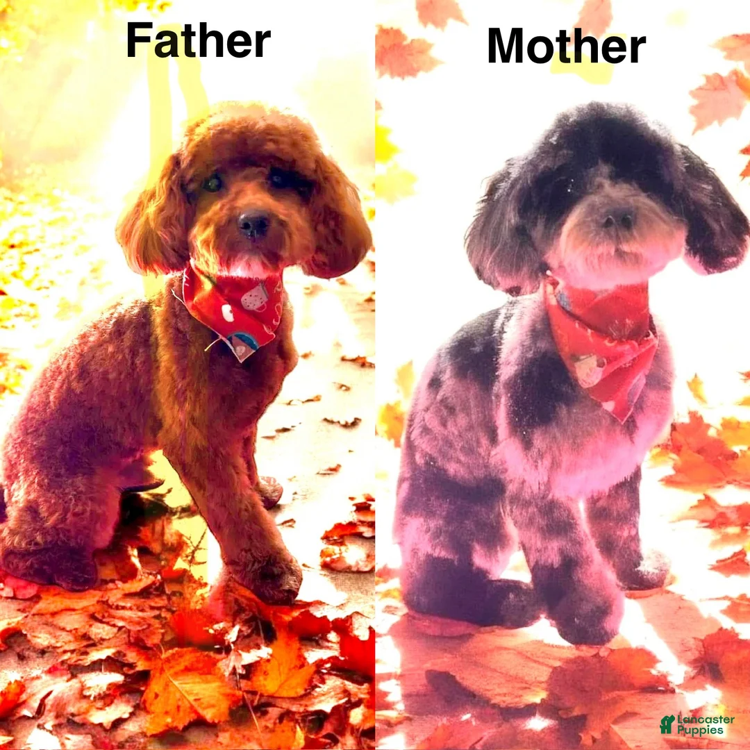 Toy Poodle dogs for sale: Toy Poodle Puppy 2 - Ad 1