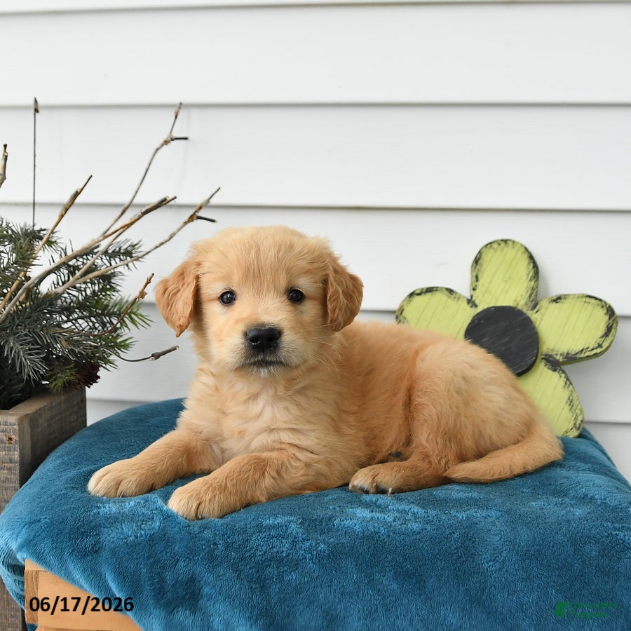 Golden Retriever dogs Maverick - Ad 1