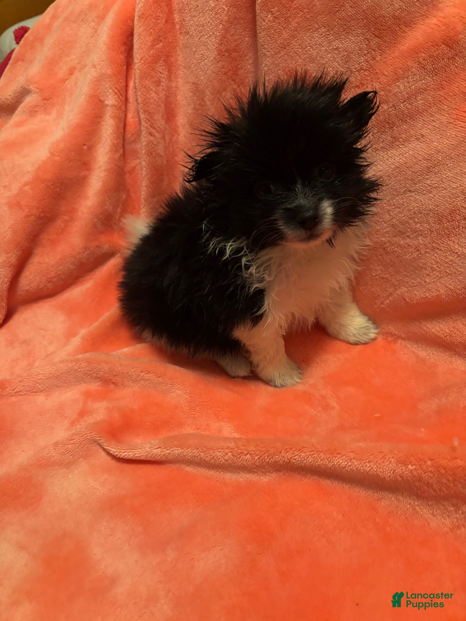 Pomeranian dogs Pomeranian 2 - Ad 5