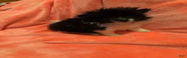 Pomeranian 2