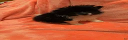 Pomeranian dogs for sale: Pomeranian 2 - Ad 1
