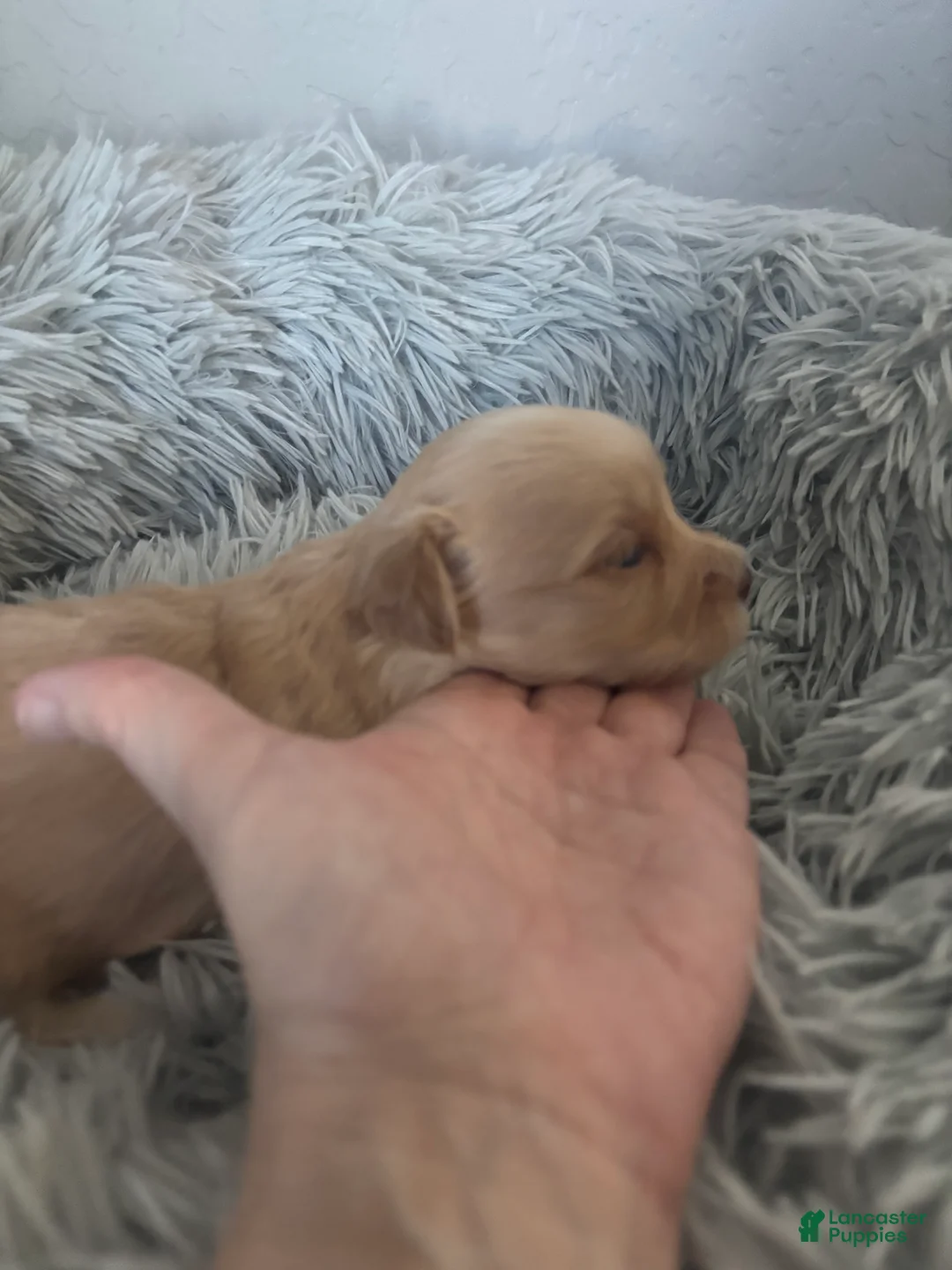 Maltipoo dogs for sale: Aspen - Ad 2