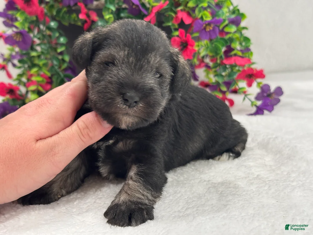 Miniature Schnauzer dogs for sale: Josie Female 5 - Ad 4