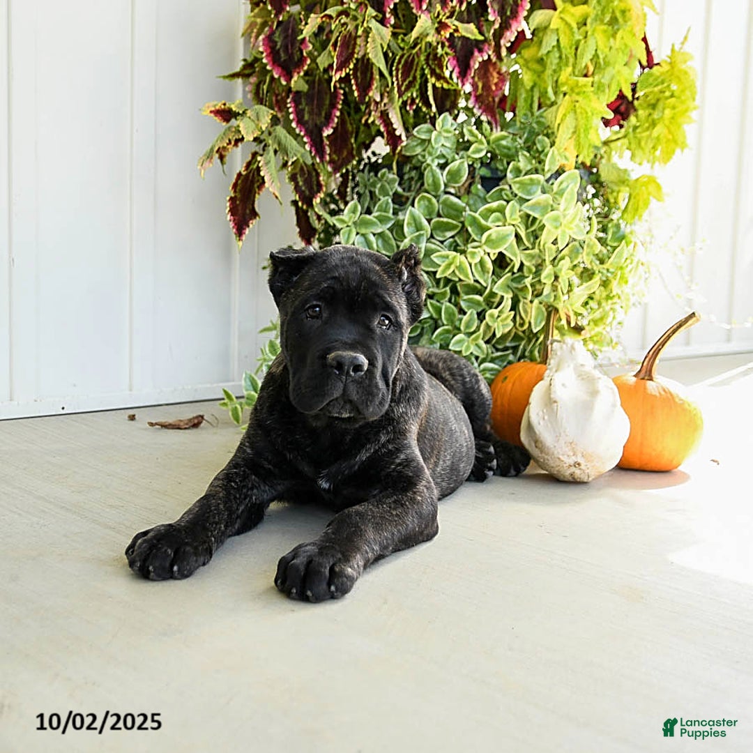 Cane Corso dogs for sale: Lance  - Ad 10