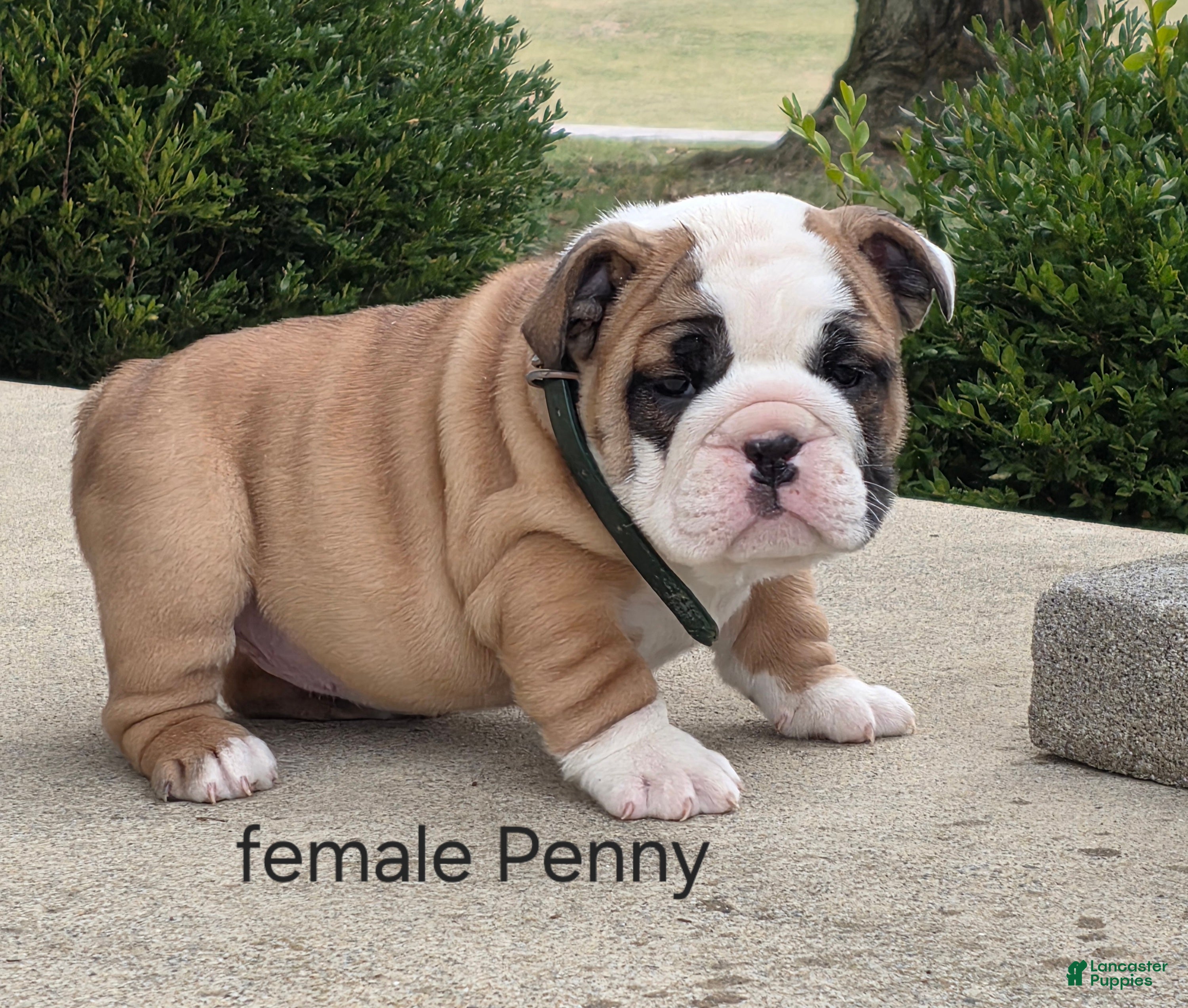 English Bulldog dogs English Bulldog Puppy 2 - Ad 1